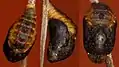 Chrysalis