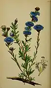 Botanical ilustration