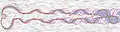 Contour boxplots give a median, order statistics, and outliers (rendered over a line integral convolution visualization of the flow).