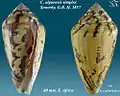 Conus algoensis simplex Sowerby, G.B. II, 1857