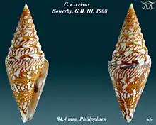Conus excelsus  Sowerby, G.B. III, 1908