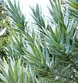 The shiny silver foliage of the rare "Silvertree" protea.