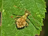 An older Coreus marginatus nymph on a leaf