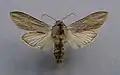 Cucullia umbratica