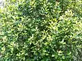 Curtisia dentata makes a good hedge or screen.
