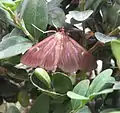 Brown color variant