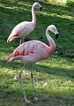 Chilean flamingoes