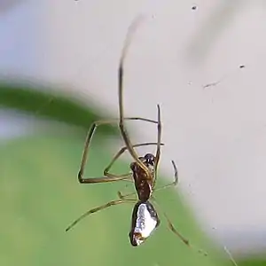 Close-up of the same dewdrop spider