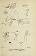 Botanical illustration of Hymenorchis javanica