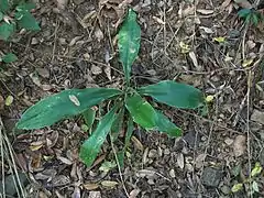 A young specimen.