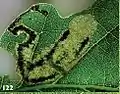 Final instar larva on Quercus petraea