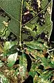 Mines and larvae on Quercus ilex