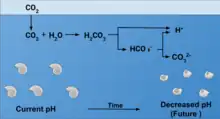 Effect of Ocean Acidification on Calcification