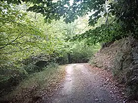 Beech forest in the National Park area