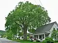 Elm tree in Vermont (June 2017). Girth 13 ft at 4.5 ft above ground; height 70 ft; spread 75 ft.