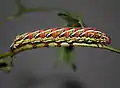 Larva, red variation