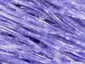 Cloth pencil box under microscope