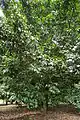 Bruas tree