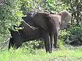 Elephant with GPS collar, Loango National Park