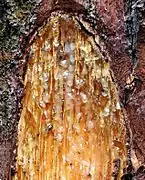 Resing sap.
