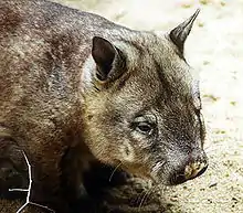 The Northern hairy-nosed wombat(Lasiorhinus krefftii).
