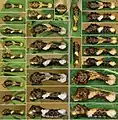 Papilio rumiko vs Papilio cresphontes 2nd and 3rd instar