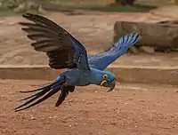 in flight in the Pantanal