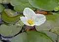 "Hydrocharis morsus-ranae flowers"