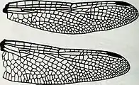 Wings of Austrothemis nigrescens, Charles Bridges 1994