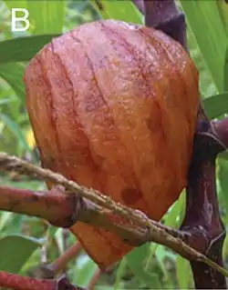Interior view of a nest of Euglossa hyacinthina under construction – JHR-029-015-g001B