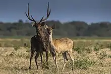 Two brown cervids