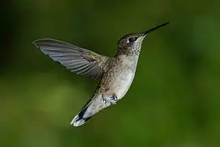 Image 21Ruby-throated HummingbirdPhoto: PslawinskiA juvenile male Ruby-throated Hummingbird  (Archilochus colubris) hovering. The species, the smallest bird that breeds in the Eastern United States and Eastern Canada, is named after a distinctive red throat patch exhibited by adult males. Females and juveniles, however, do not have such a patch.More selected pictures