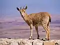 Image 11Young Nubian ibex (Capra nubiana) on a stone wall by the edge of Makhtesh Ramon in Mitzpe Ramon.