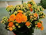 One of the Calandiva line of double-flowered Kalanchoe blossfeldiana cultivars