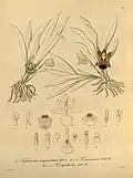 Kefersteinia sp.