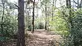 Woods on Keston Common