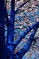 The Blue Trees, 2011 Vancouver Biennale, Canada