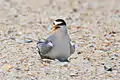 This least tern is on the nest. There are two eggs which can be seen if one looks closely.