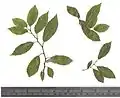 Dried leaves of the same (upper surface; colour faded in pressing)