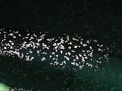 Detail of calcite rafts on the surface of water in Carpinteria Reservoir