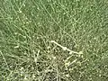 Leafless stems in flower