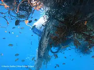 Underwater photo of marine organisms intertwined in a ghost net within the Maldives