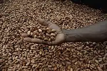 Close-up of drying beans