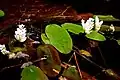 "Aponogeton distachyos and habitat"