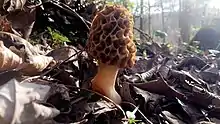Morel Mushrooms are commonly found in Estill County in the spring, with Irvine's Mountain Mushroom being dedicated to them.