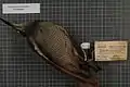 Female Growling riflebird specimen.