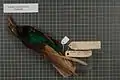 Male Standardwing bird-of-paradise specimen.