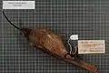 Female Black-billed sicklebill specimen.