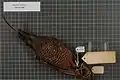 Female Pale-billed sicklebill specimen.