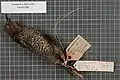 Female King-of-Saxony bird-of-paradise specimen.